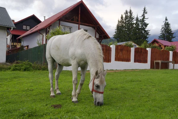 Cavalo branco pastando no prado — Fotografia de Stock