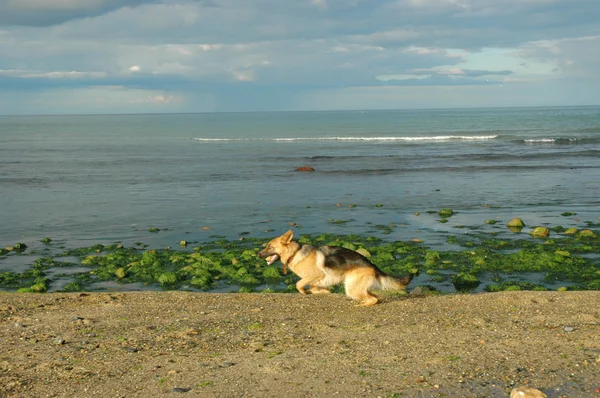 Σκύλο που τρέχει στην παραλία bray, Ιρλανδία — Φωτογραφία Αρχείου