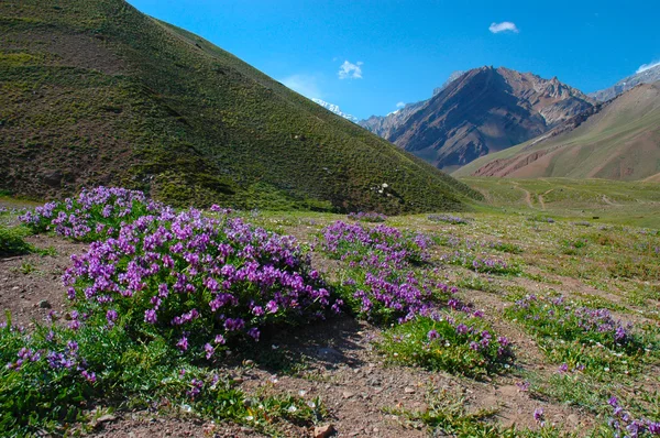 Wandelaars op hun weg naar aconcagua Stockfoto