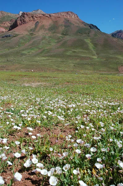 Andes Mountains, Argentina — Stock Photo, Image