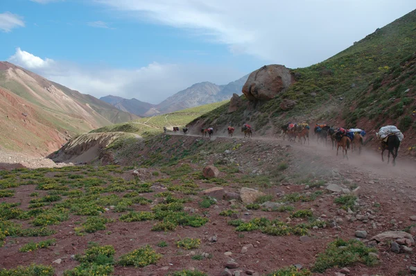 Túrázók Aconcagua felé — Stock Fotó