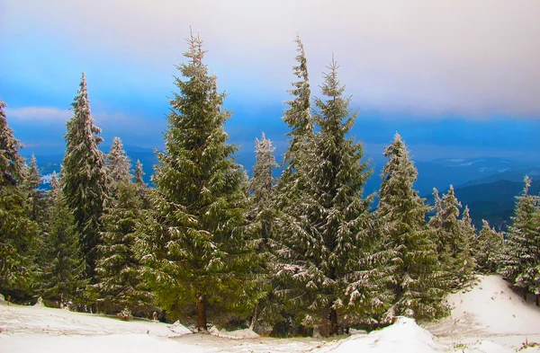 Paisaje invernal, Montañas Cárpatas — Foto de Stock