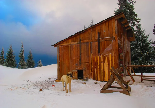 Chain dog at winter — Stock Photo, Image