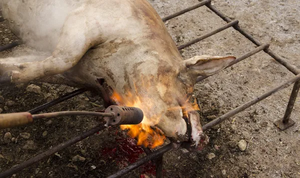 Traditionele varken slachten Stockafbeelding