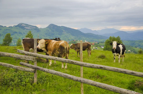 Cow on meadow — Stock Photo, Image