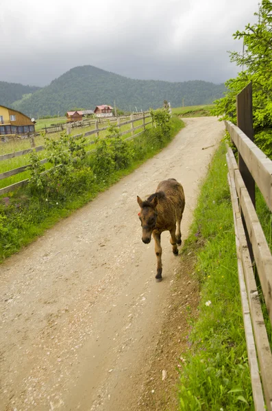 Farm donkey — Stock Photo, Image