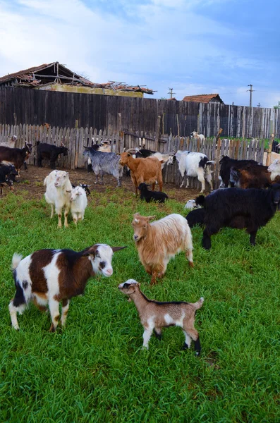Family Goat — Stock Photo, Image
