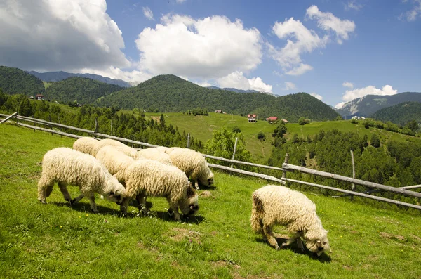 Ovejas en el campo — Foto de Stock