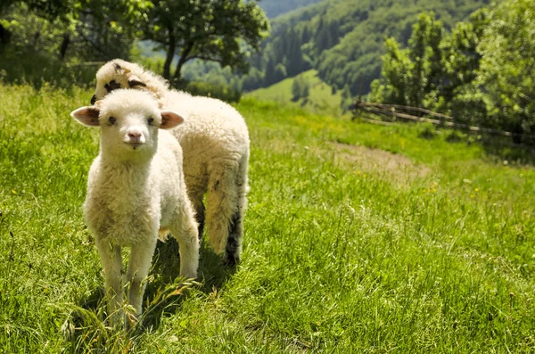 Lamb in the field — Stock Photo, Image