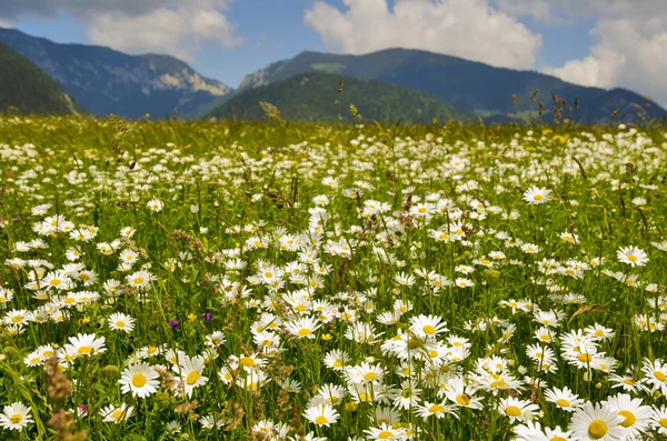 Idylliska sommar äng panorama — Stockfoto