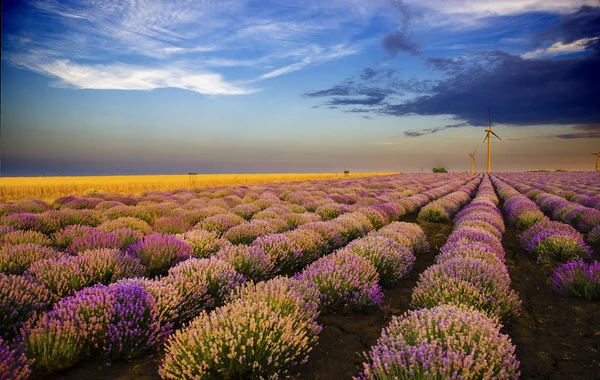 Zonsondergang over Lavendel veld met windturbine — Stockfoto