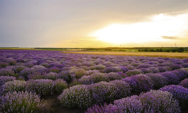 Pôr do sol sobre o campo de lavanda com turbina eólica — Fotografia de Stock