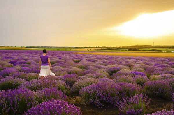 Fille dans un champ de lavande . — Photo