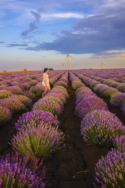 Flicka vandrar i ett lavendel fält under solnedgången — Stockfoto