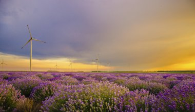 Rüzgar Türbini ile lavanta alanın üzerinde günbatımı