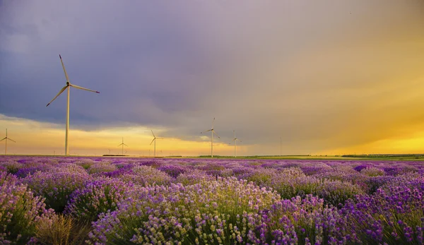 Zonsondergang over Lavendel veld met windturbine Stockfoto
