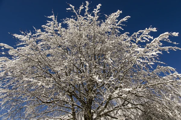 Bevroren boom op blauwe hemel — Stockfoto