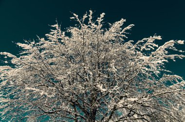 donmuş ağaç üzerinde mavi gökyüzü