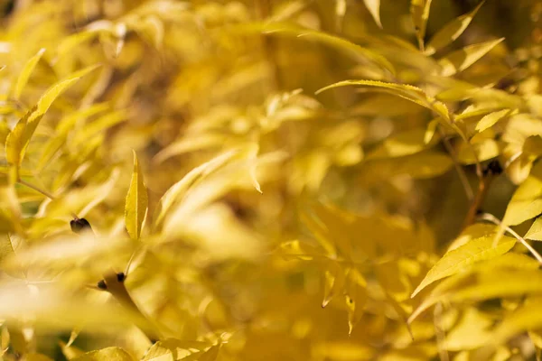 Fotografia Para Tema Belas Folhas Bordo Amarelo Fundo Floresta Outono — Fotografia de Stock