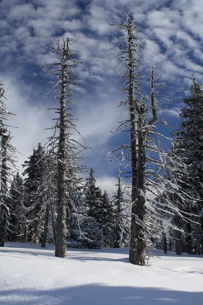 Neve coberto de árvores — Fotografia de Stock