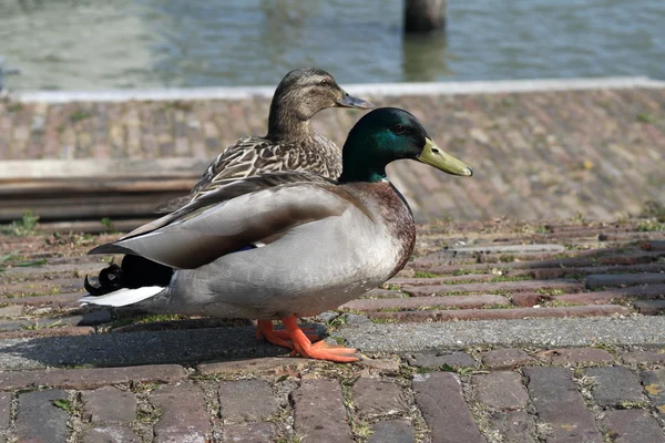 Pair of Mallards