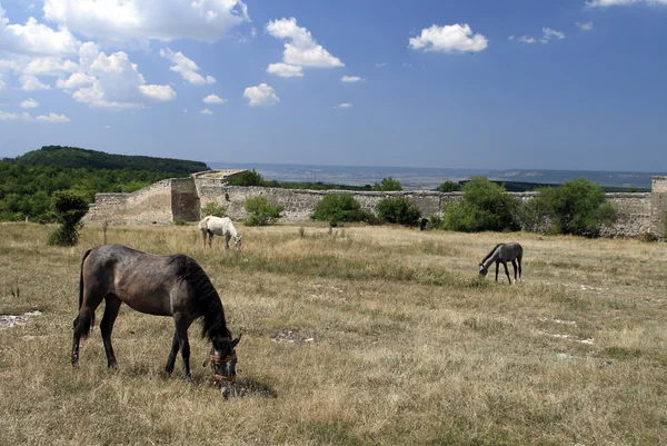 Grazing Horses in front of the Cave City Chufut Kale — Stock Photo, Image