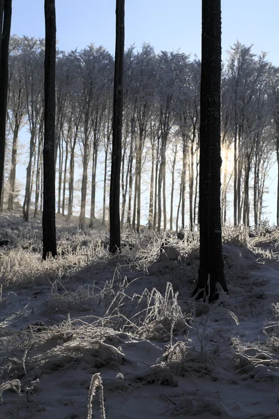 Winterwald — Stockfoto