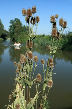 Teasel Flowers on the Banks of the River clipart