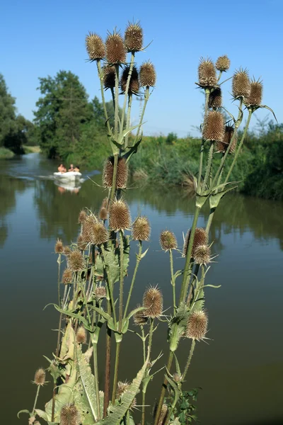 nehir kıyısındaki teasel çiçek