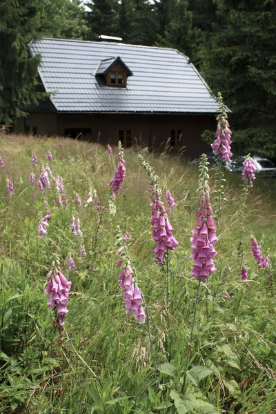 Mountain Meadow — Stock Photo, Image