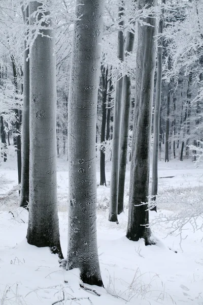 Bosco di faggio innevato — Foto Stock