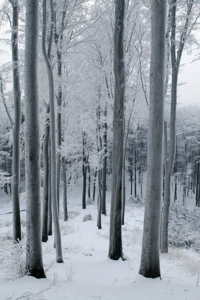 Kar kayın ormanlarını kapladı