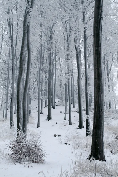 Kar kayın ormanlarını kapladı