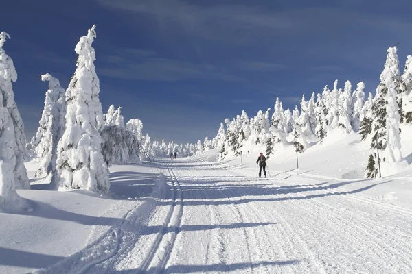 Langrennsløpet – stockfoto