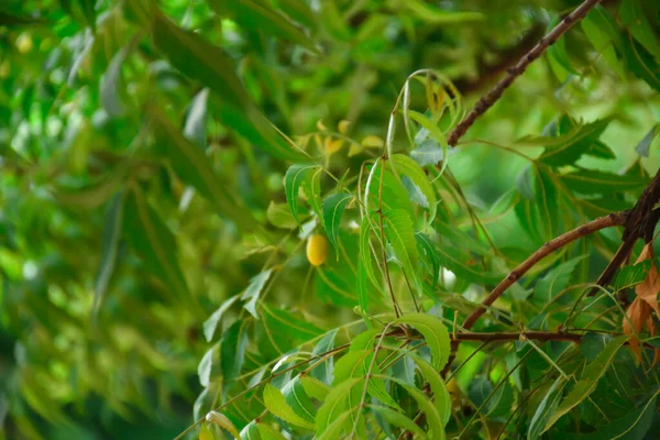Neem Árvore Mostrando Folhas Compostas Cachos Frutas Pequenas Fechado Neem — Fotografia de Stock