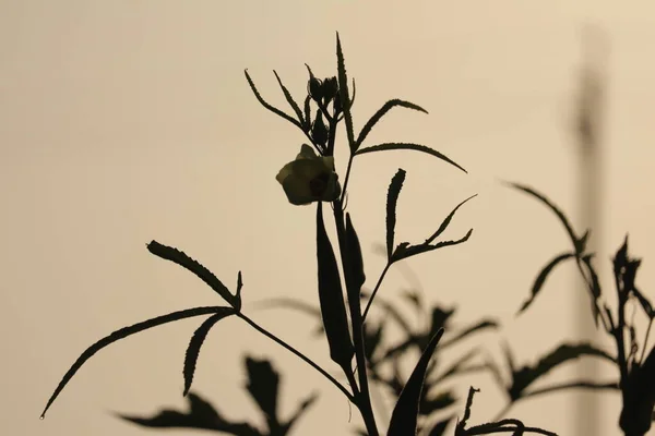 nature concept with sunset warm light, agriculture industry, Lady finger farming,bhindi plants,Okra crop in fruiting stage,Lady finger farming, selective focus without noise