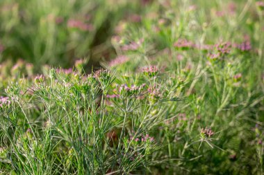 Carum veya Caraway carvi veya meridyen rezene veya İran kimyon vintage oyma, carvi, kimyon tarım, çiftlikte yeşil kimyon bitkileri, zira,