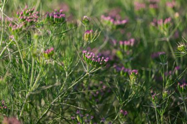 Bahçedeki kimyon bitkisi, kimyon en popüler baharatlardan biridir. Yırtılmamış kimyon yeşili bitkiler, kimyon ekimi ve bitkileri, oyma veya oyma bitkileri.