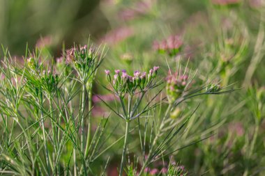 Hindistan 'ın Gujarat kentindeki bir çiftlikte kimyon (zira), kimyon ekimi ve bitkileri, Hindistan çiftliğindeki veya bahçesindeki en popüler kimyon tohumları, koparılmamış kimyon tohumları ve Jeera veya zira bitkileri, Karnataka Hindistan' daki bir çiftlikte kimyon (zira), ind 'deki en popüler kimyon tohumları