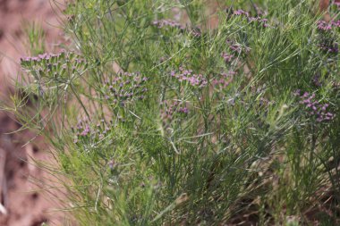 Zira, kimyon: bitki, sökülmemiş kimyon tohumları ve Jeera veya zira bitkileri, kimyon tohumu tarım, kimyon ekimi ve bitkiler