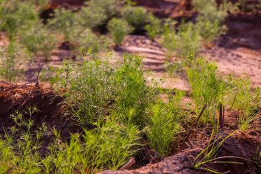 Kimyon tohumu tarımı, çiftlikte yeşil kimyon bitkileri, zira, kimyon: çiftlikte bitki ve kimyon tohumları, kimyon tohumları ve bitkileri, kimyon ekimi ve bitkileri, Carum veya Caraway ve Carvi