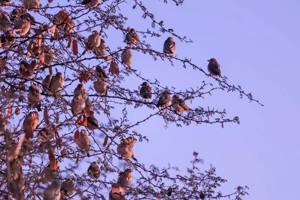 Spatzen Auf Baum Kleine Vogelgruppe Einer Reihe Auf Einem Ast — Stockfoto