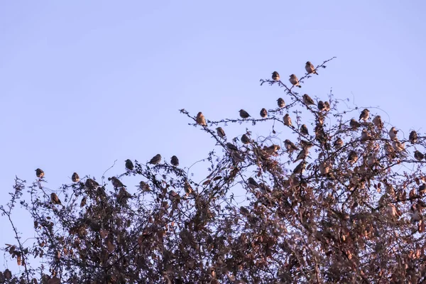 Spatzen Auf Baum Kleine Vogelgruppe Einer Reihe Auf Einem Ast — Stockfoto