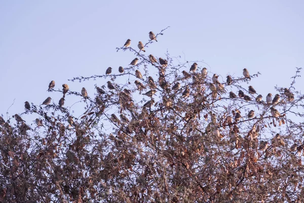 Große Spatzen Vogelgruppe Auf Ast Schar Von Spatzen Hockt Auf — Stockfoto