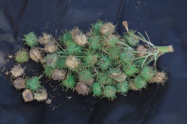 Siyah arka planda hintyağı meyvesi, hintyağı tarımı, hintyağı ekimi, hintyağı bitkisi.,