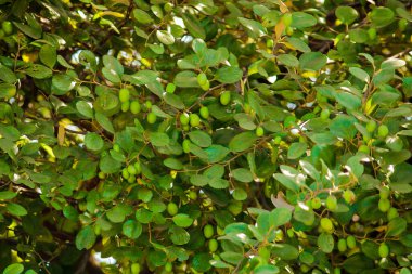 Hint bor meyvesi, bahçedeki jujube ağacında yeşil meyve,