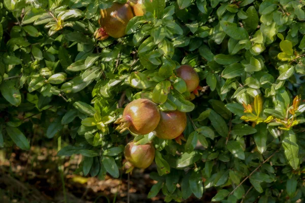 石榴园树上的红色成熟果实 天然食物 石榴种植园有红熟果实的石榴树 石榴果实的农业 — 图库照片