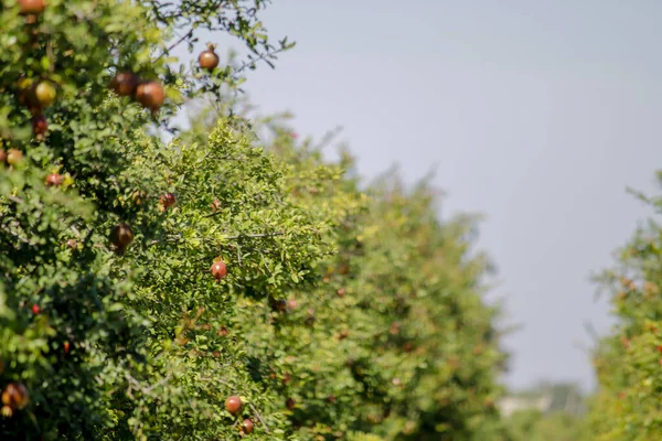 Granaatappelfruit Tuin Granaatappel Vruchten Van Dichtbij Bekijken Landbouw Van Granaatappel — Stockfoto