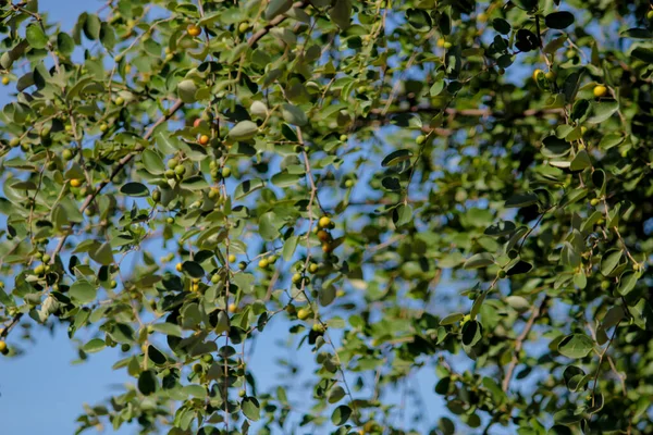 Bor or jujube fruits on a tree on a background of green leaves,green jujube fruit on the jujube tree in the garden,