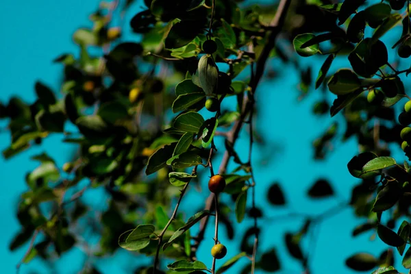 Small Tree on jujube fruits,jujube fruits on a tree on a background of green leaves,green jujube fruit on the jujube tree in the garden,